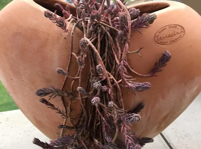 Schoenblick Appartement *